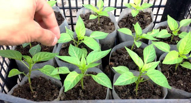 Посев семян перца на рассаду в феврале 2021 году благоприятные дни