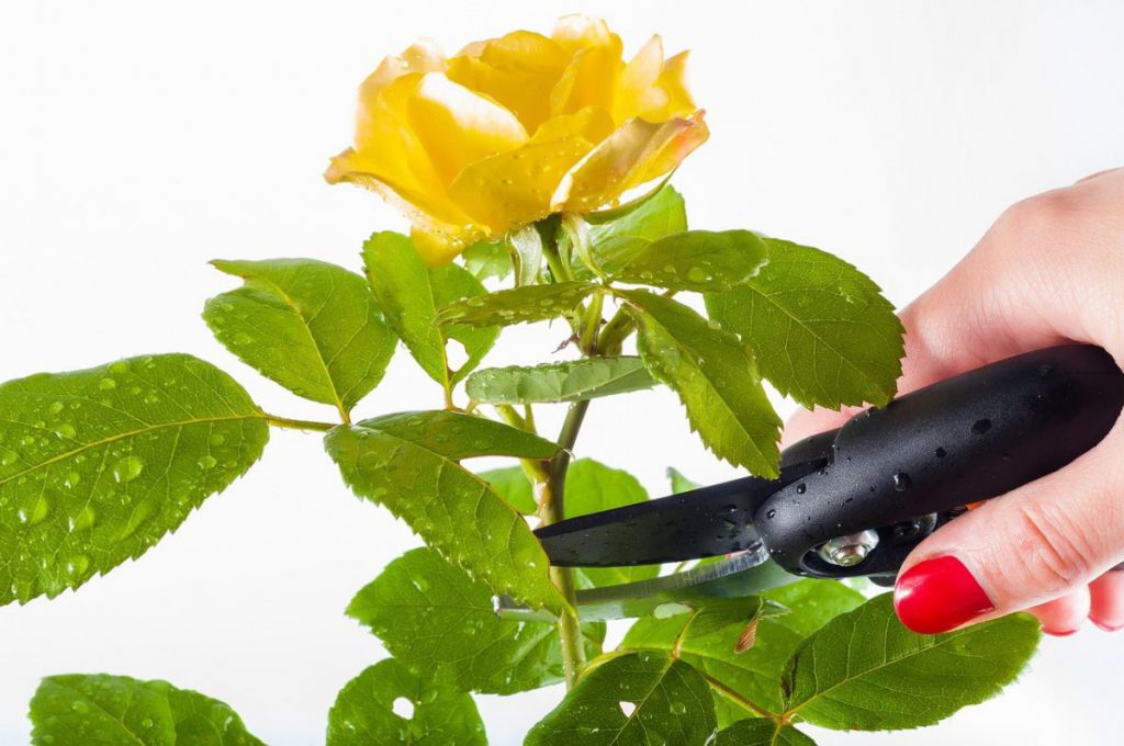 Как правильно обрезать розу в горшке в домашних условиях