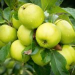 Уход за яблоней во время плодоношения на даче на открытом участке