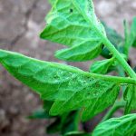 Вредители рассады помидор и борьба с ними фото листьев лечение