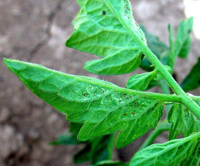 Вредители рассады помидор и борьба с ними фото листьев лечение