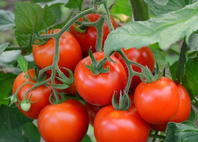 Посев помидор на рассаду в 2020 году по лунному календарю