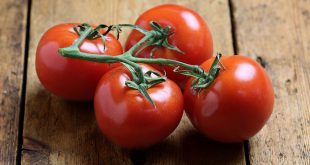Посев томатов на рассаду в 2020 году на Урале по лунному календарю
