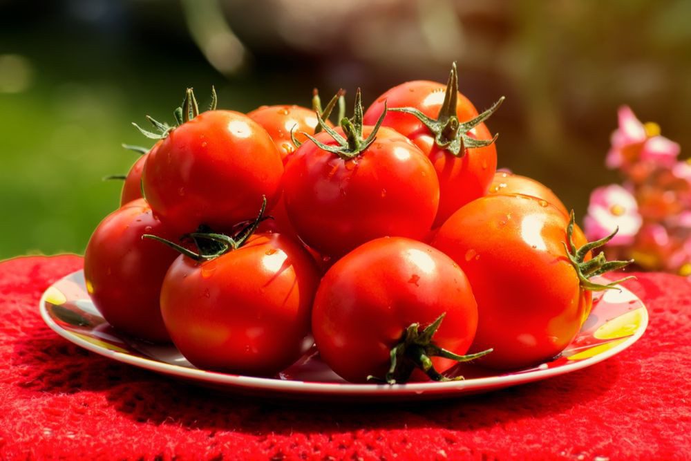 Posev tomatov na rassadu v 2020 godu v Sibiri po lunnomu kalendarju 1