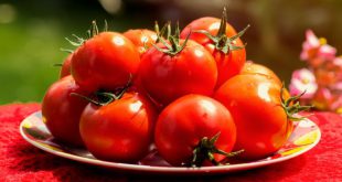 Посев томатов на рассаду в 2020 году в Сибири по лунному календарю