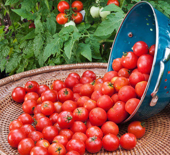 Посев томатов под зиму уникальный способ выращивания