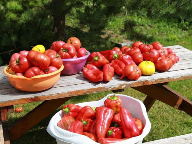 Удобрения для рассады томатов и перца в домашних условиях