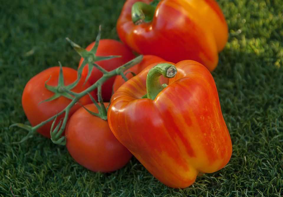 Удобрения для рассады – помидор, капусты, огурцов, томатов