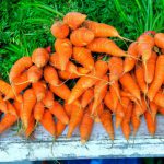 Как обработать семена моркови чтобы посевы быстро взошли