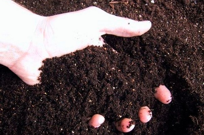 Как обработать семена перца перед посадкой на рассаду