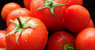 Как выбрать семена помидор для рассады в домашних условиях