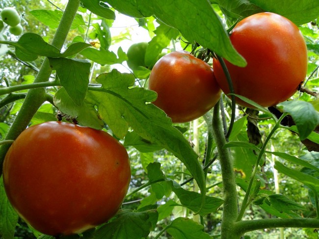 Как выбрать семена помидор для рассады в домашних условиях