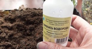 Обработка семян перекисью водорода перед посевом