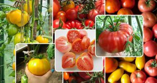 Посев томатов на рассаду в 2020 году в Подмосковье по лунному календарю