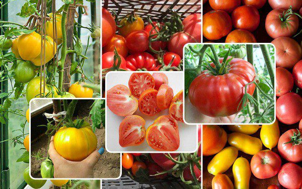 Посев томатов на рассаду в 2020 году в Подмосковье по лунному календарю