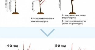 Обрезка черешни весной для начинающих в картинках пошагово