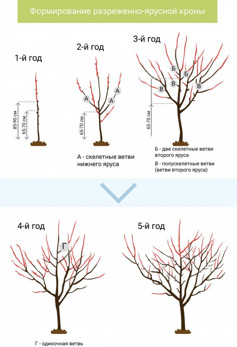 Схема обрезки яблони весной для начинающих в картинках