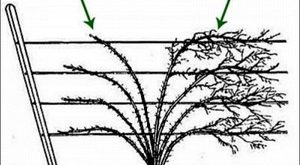 Обрезка ежевики весной для начинающих в картинках пошагово