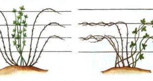 Обрезка ежевики весной для начинающих в картинках пошагово