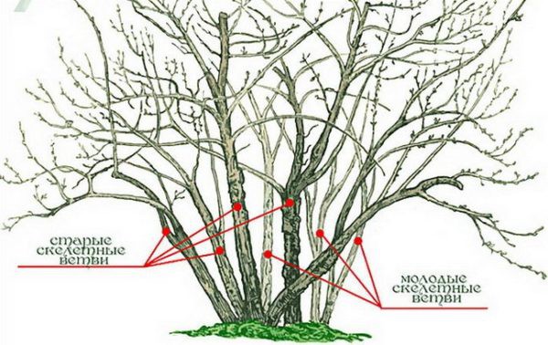 Обрезка крыжовника весной для начинающих в картинках пошагово