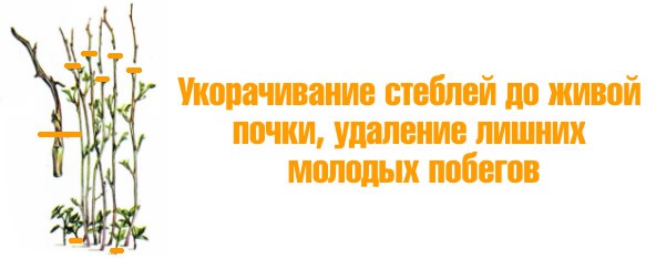 Обрезка малины весной для начинающих в картинках пошагово