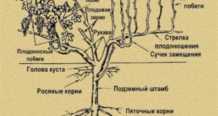 Обрезка винограда весной для начинающих в картинках пошагово