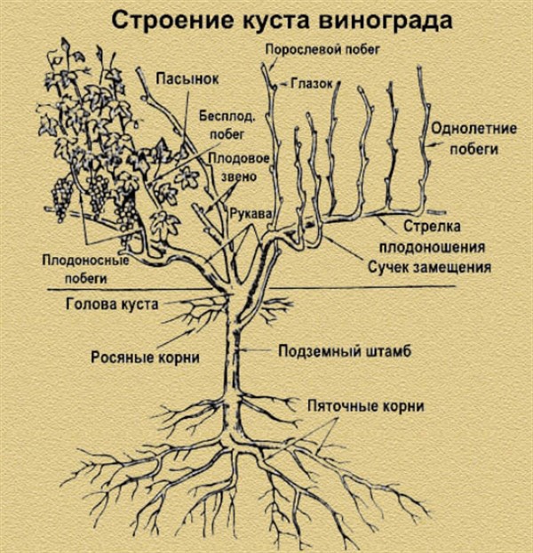 Формирование винограда для начинающих в картинках пошагово летом