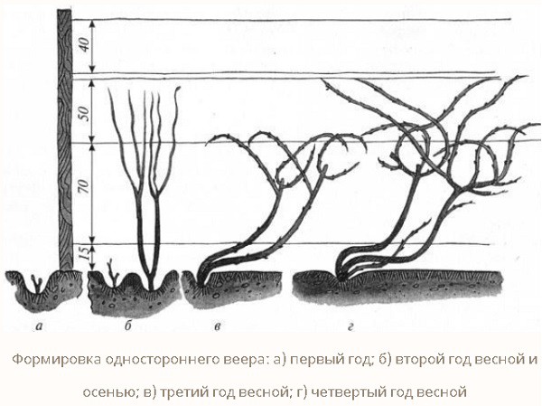Веерная формировка виноградного куста схема и описание
