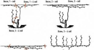 Обрезка винограда весной для начинающих в картинках пошагово