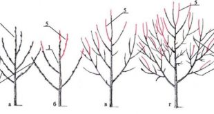 Обрезка вишни весной для начинающих в картинках пошагово