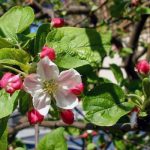 Обрезка яблони весной для начинающих в картинках пошагово