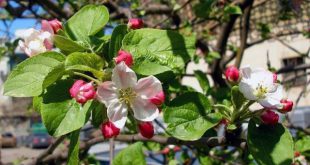 Обрезка яблони весной для начинающих в картинках пошагово