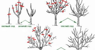 Обрезка яблони весной для начинающих в картинках пошагово