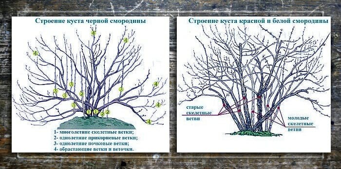 Как обрезать смородину весной для начинающих схемы с подробным описанием видео