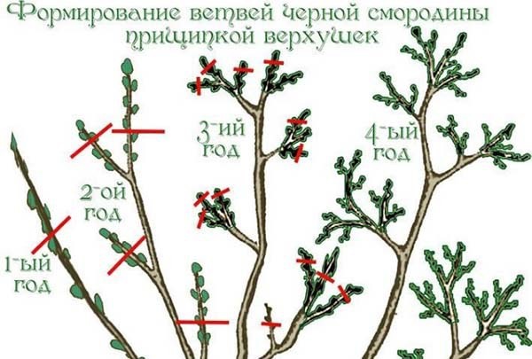 Обрезка вейгелы весной для начинающих в картинках пошагово