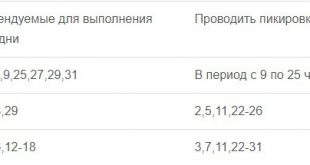 Посадка баклажан на рассаду в 2020 году по лунному календарю в Сибири