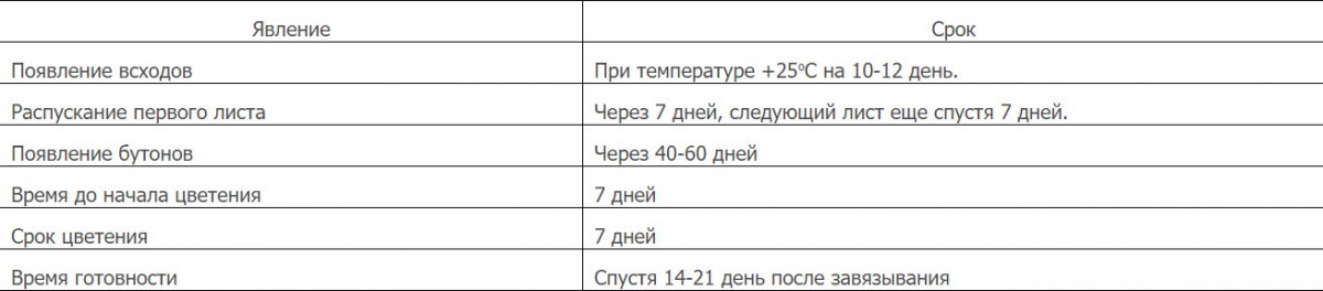 Посадка баклажан на рассаду в 2020 году по лунному календарю в Сибири