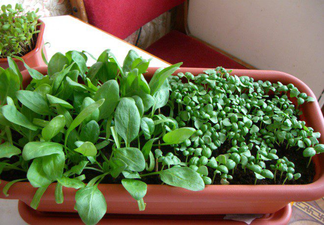 Как вырастить шпинат на подоконнике в квартире зимой
