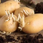 Как прорастить картофель для посадки в домашних условиях
