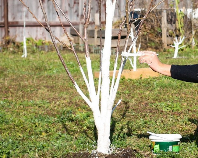 Обработка вишни весной от вредителей и болезней