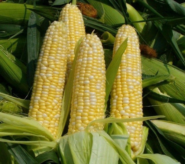 Посадка кукурузы весной посев когда сеять как сажать правильно