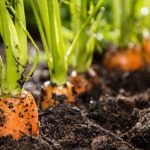 Посадка моркови в открытый грунт семенами весной 2020