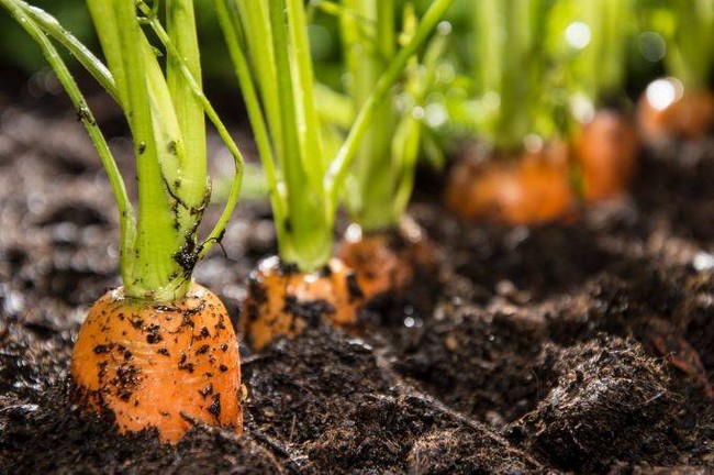 Посадка моркови в открытый грунт семенами весной 2020