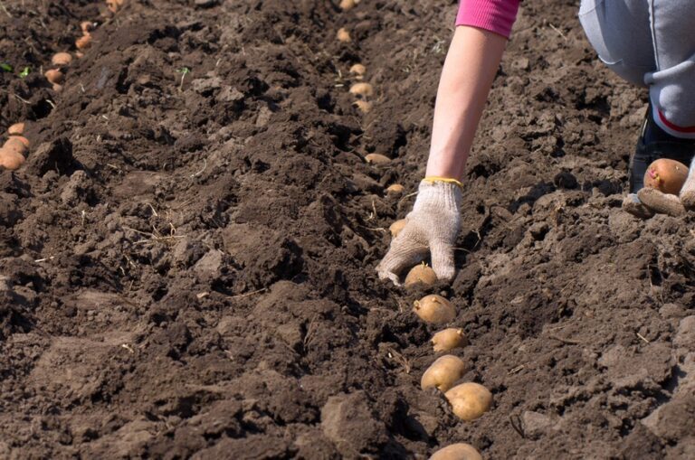 Посадка картофеля в апреле 2020 по лунному календарю