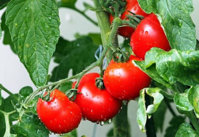 Посадка томатов на рассаду в 2020 году в Ленинградской области