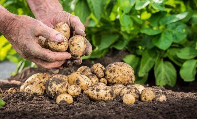 Что положить в лунку при посадке картофеля для хорошего урожая