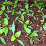 Выращивание рассады перца сладкого из семян в домашних условиях