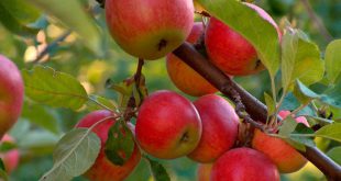 Обработка яблони весной от вредителей и болезней