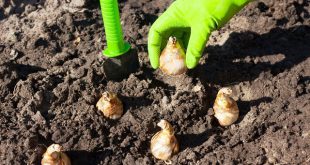Как сажать тюльпаны весной луковицы в открытый грунт