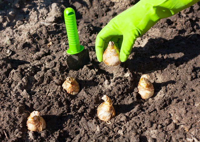 Jak zasadit tulipány do jarních cibulovin v otevřeném terénu